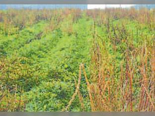 Grassworks Wiped & Dying Pigweed