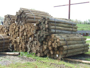 Treated Fence posts 6