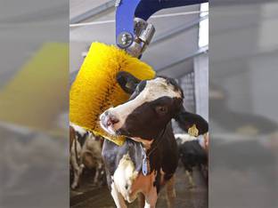 DELAVAL SWINGING BRUSH