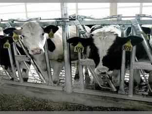 J&D Manufacturing Inc Calf Auto Rel Adj Sq Tube Superlock Pnl