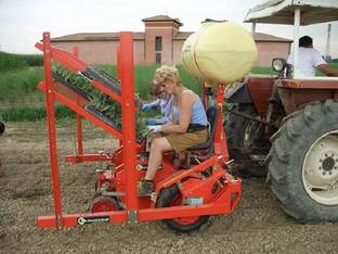 2021 Checchi & Magli WOLF 1 ROW  TRANSPLA